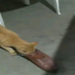 Cat playing with Rat